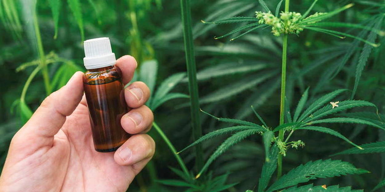 Quel est le CBD le plus fort ?